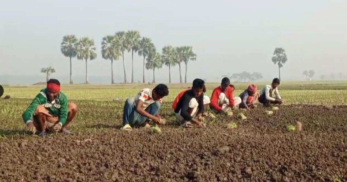 সালথায়  ১১ হাজার হেক্টর জমিতে হালি পেঁয়াজের চাষ