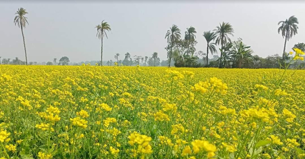 সাতক্ষীরা সদরের সরিষা ফুলের মাঝে রঙিন স্বপ্ন কৃষকের